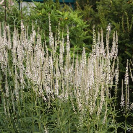 Veronicastrum Virginicum Diana