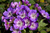 Герань Свит Хайди (Geranium Sweet Heidy) р9-1 л #3