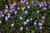 Герань Свит Хайди (Geranium Sweet Heidy) р9-1 л #4