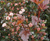 Пузыреплодник калинолистный Литтл Дэвил (Physocarpus Little Devil) 5л 40-60 см #1