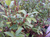 Ива хеномелесовидная Маунт Асо(Salix chaenomeloides Mount Aso) 10л 80-90см #2