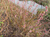 Ива хеномелесовидная Маунт Асо(Salix chaenomeloides Mount Aso) 10л 80-90см #3