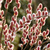 Ива хеномелесовидная Маунт Асо(Salix chaenomeloides Mount Aso) 10л 80-90см #1