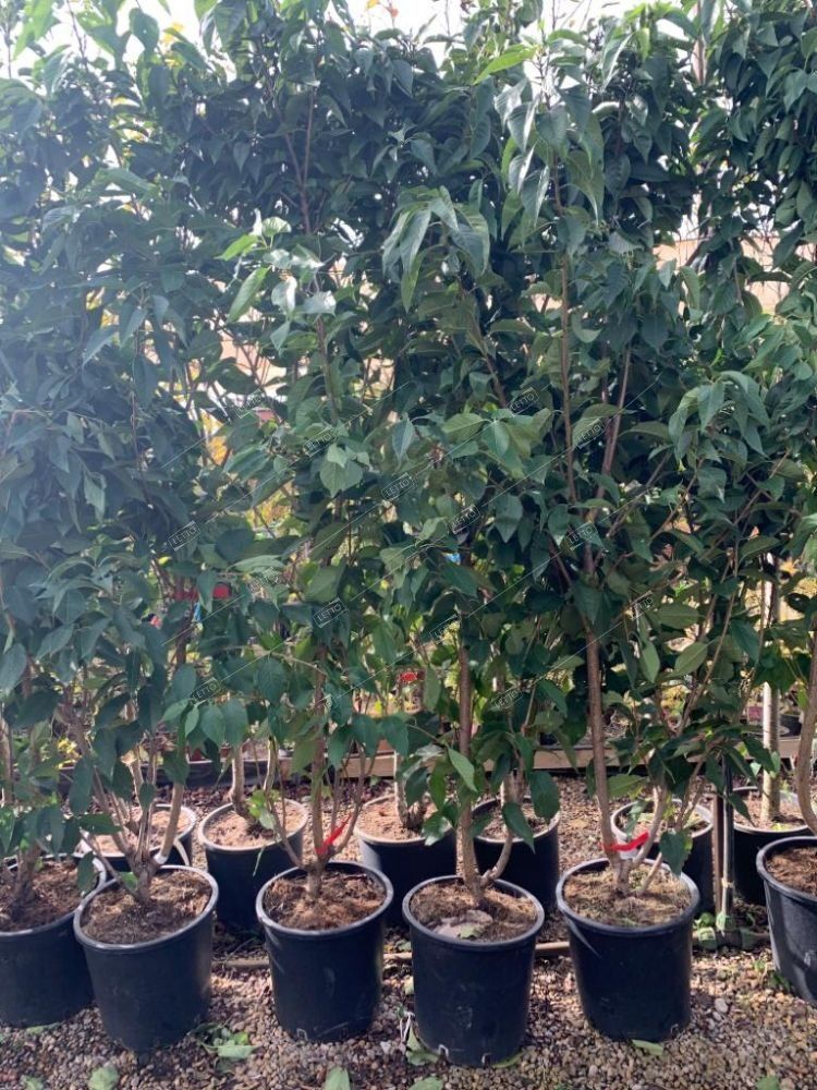 Вишня мелкопильчатая Канзан 08-10 Prunus serrulata Kanzan 18л (И)
