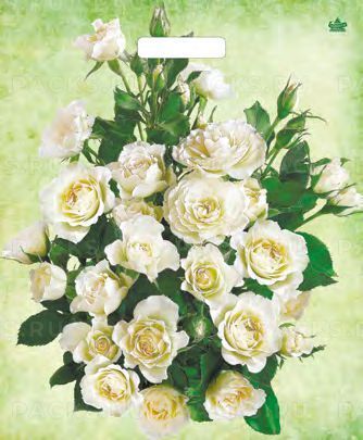 Пакет с вырубной ручкой (38х45)-60 Белые Розы ламинат Тико 50/500