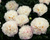 Пион травянистый Мадам Кало (Paeonia lactiflora Madame Calot) 6л #3
