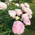 Пион травянистый Мадам Кало (Paeonia lactiflora Madame Calot) 6л #2