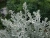 Полынь Стеллера Силвер Брокейд (Artemisia stelleriana Silver Brocade) 1л #3