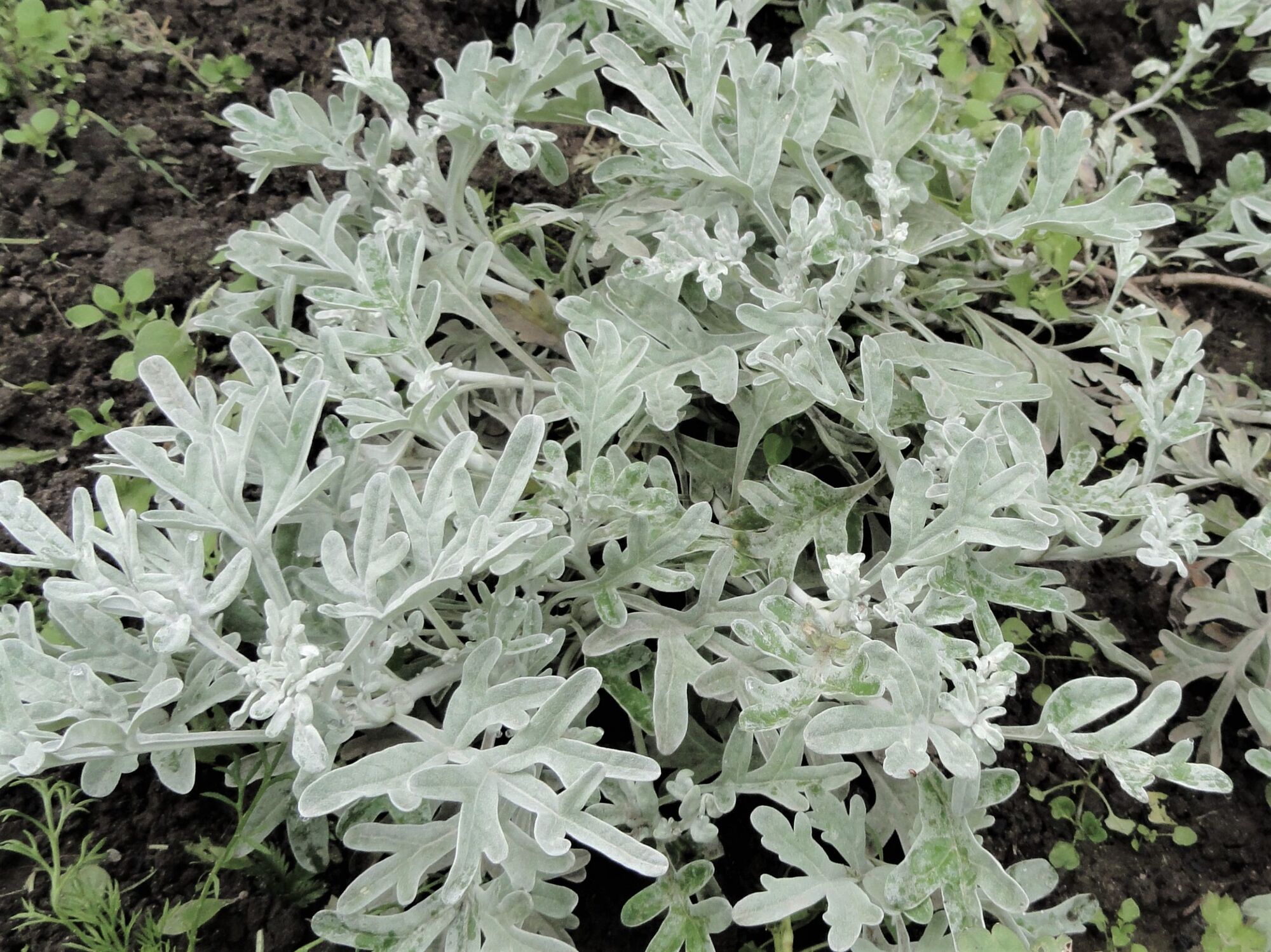 Полынь Стеллера Силвер Брокейд (Artemisia stelleriana Silver Brocade) 1л 2