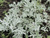 Полынь Стеллера Силвер Брокейд (Artemisia stelleriana Silver Brocade) 1л #2