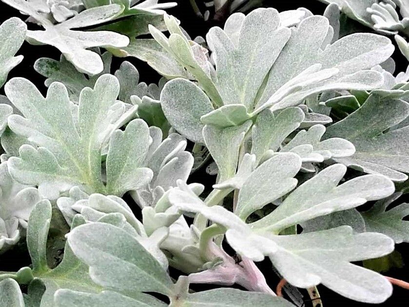Полынь Стеллера Силвер Брокейд (Artemisia stelleriana Silver Brocade) 1л 1