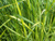 Вейник остроцветковый Ингланд (Calamagrostis acutiflora England) 1л #3