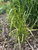Вейник остроцветковый Ингланд (Calamagrostis acutiflora England) 1л #2