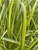 Вейник остроцветковый Ингланд (Calamagrostis acutiflora England) 1л #1
