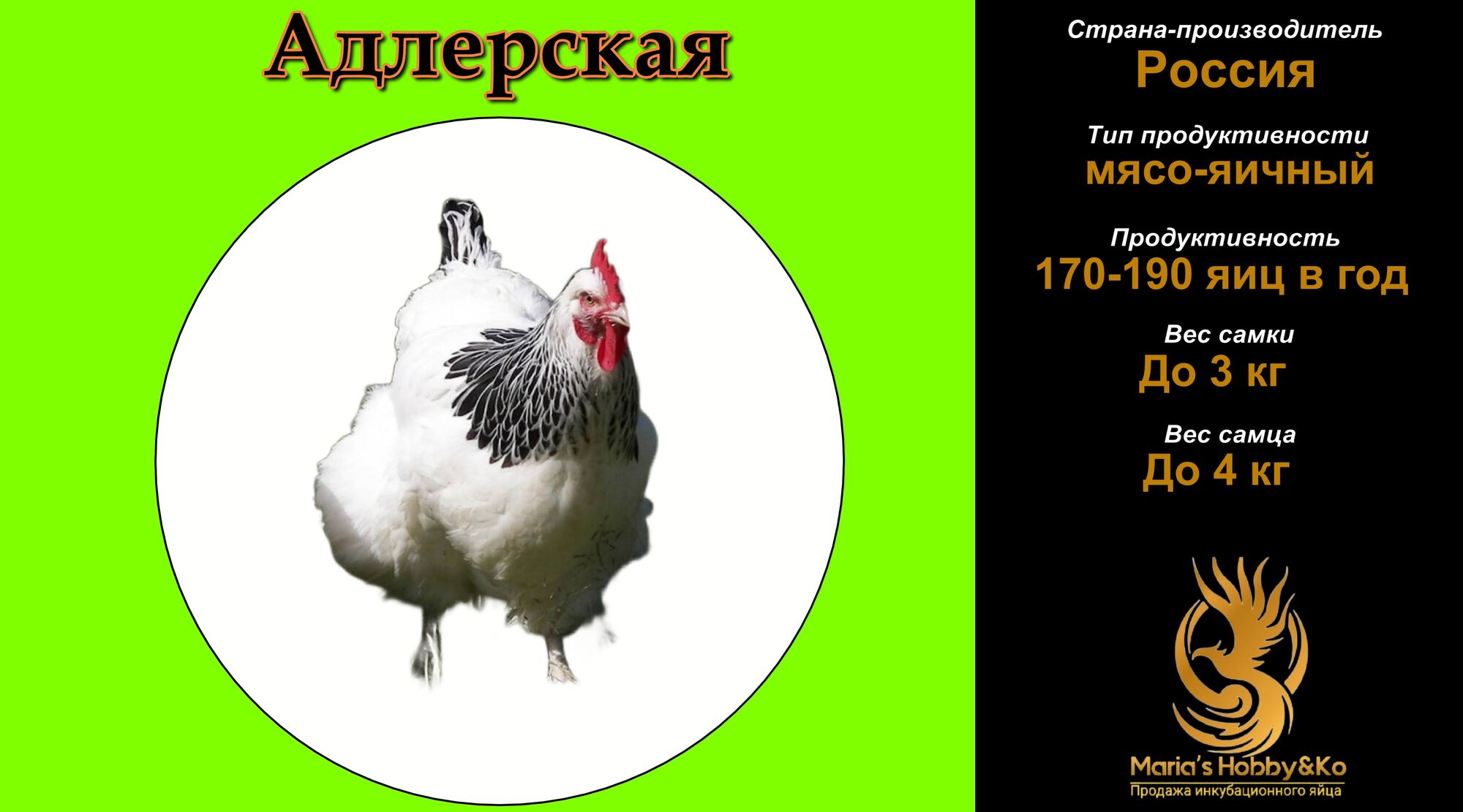 Инкубационное яйцо Адлерская серебристая, цена в Краснодаре от компании  Marias hobby&Ko