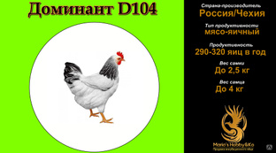 Инкубационное яйцо Доминант D 104 (Чехия) 