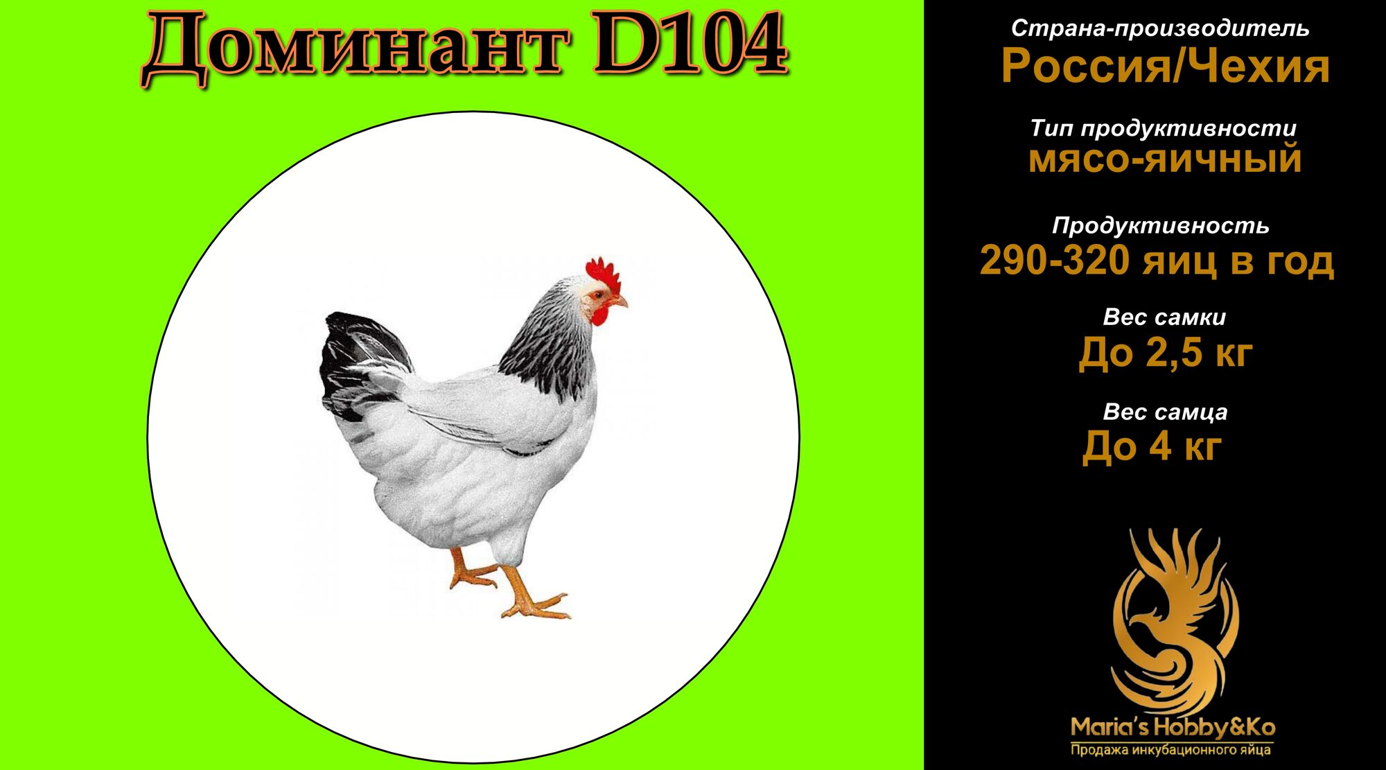 Инкубационное яйцо Доминант D 104 (Чехия)