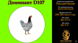 Инкубационное яйцо Доминант D 107 (Чехия) 