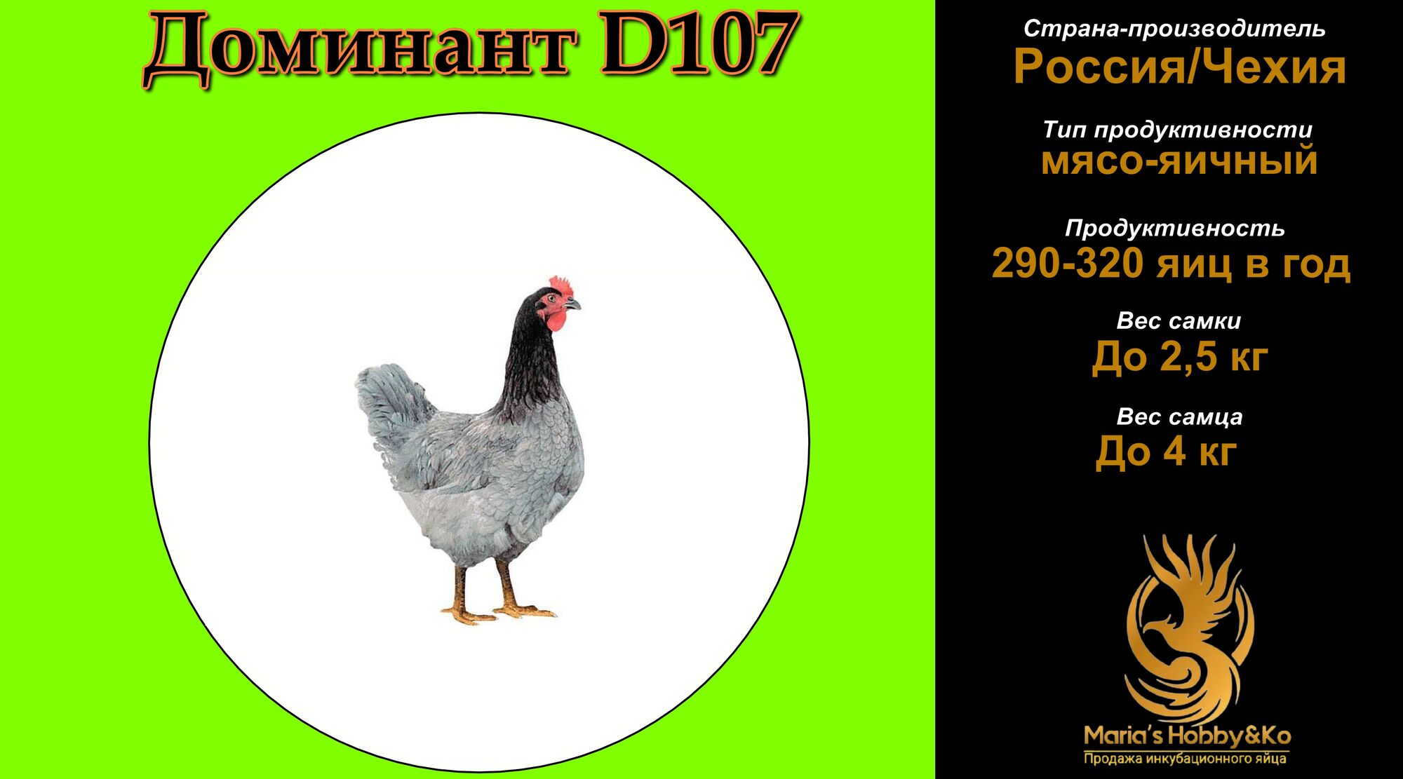Инкубационное яйцо Доминант D 107 (Чехия)
