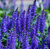 Сальвия дубравная Дварф Блю Куин (Salvia nemorosa Dwarf Blue Queen) 0,5 л #2