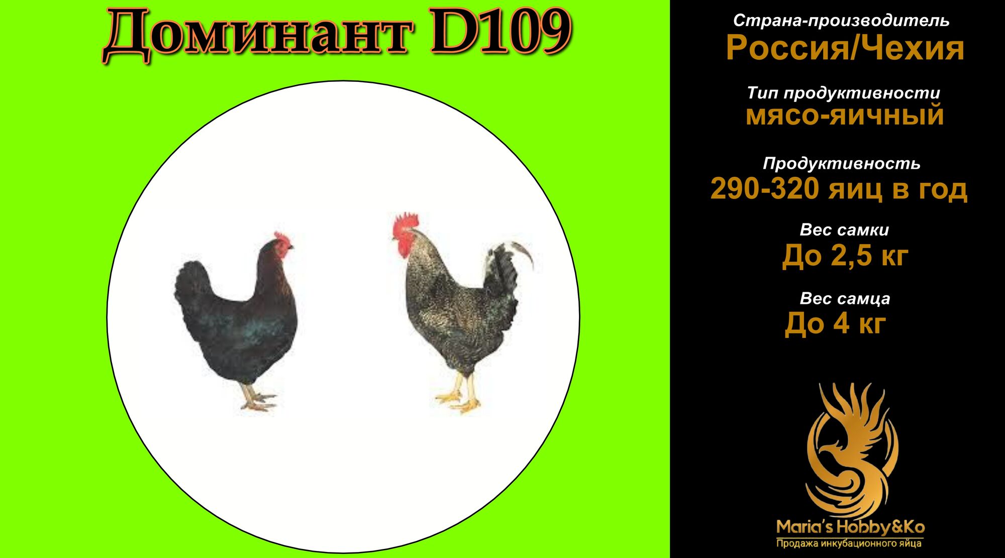 Инкубационное яйцо Доминант D 109 (Чехия)