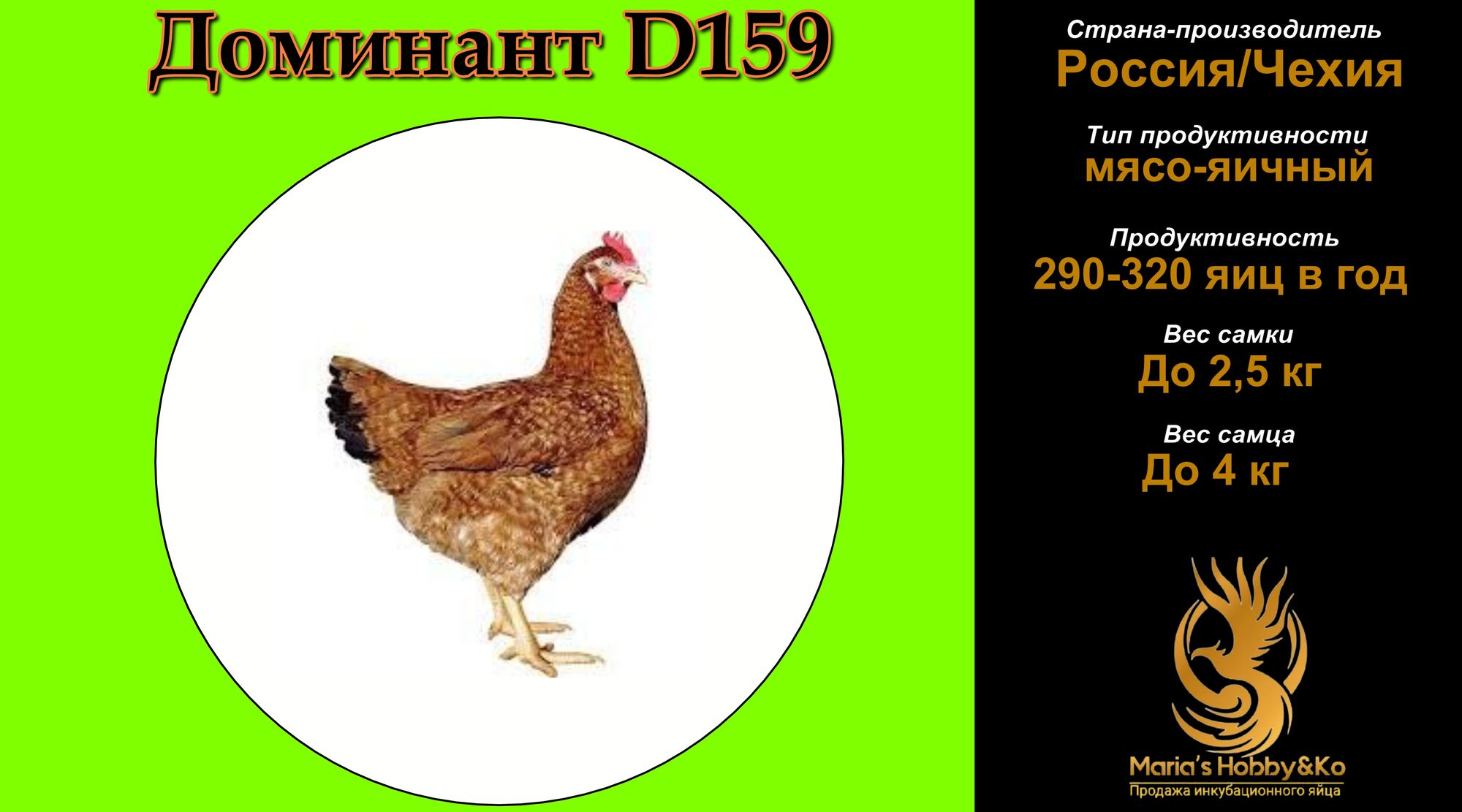 Инкубационное яйцо Доминант D 159 (Чехия)