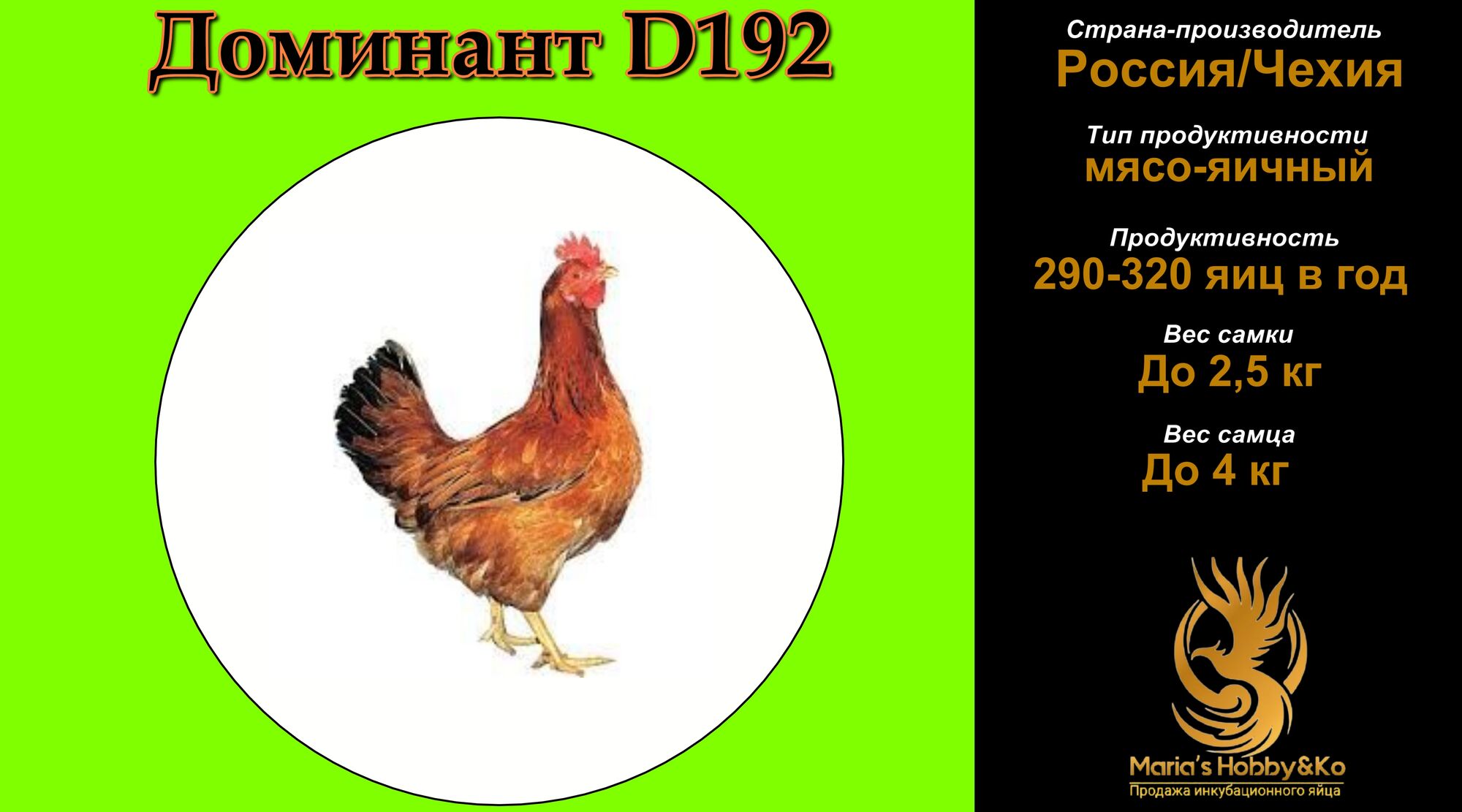 Инкубационное яйцо Доминант D 192 (Чехия)