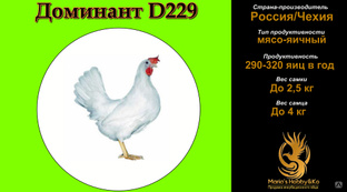 Инкубационное яйцо Доминант D 229 (Чехия) 