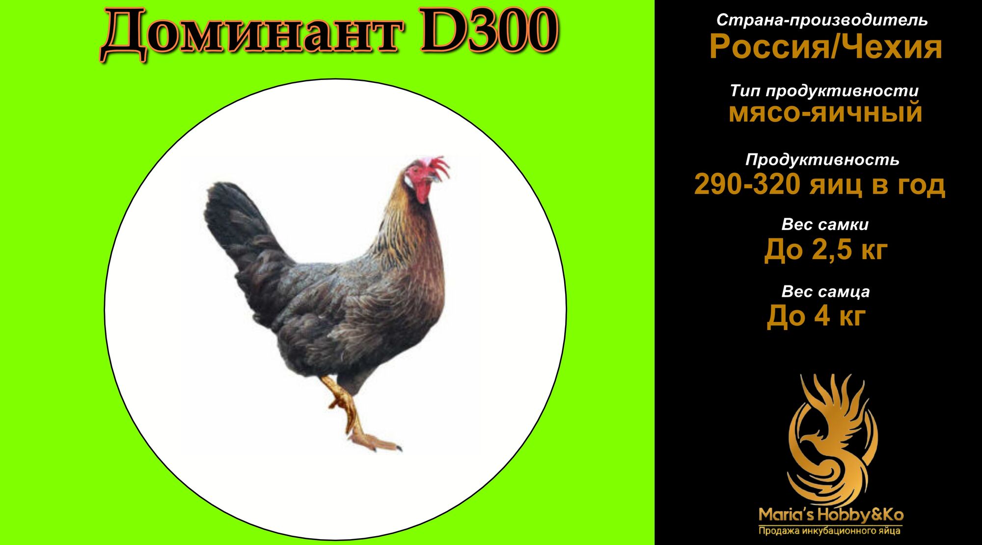 Инкубационное яйцо Доминант D 300 (Чехия)