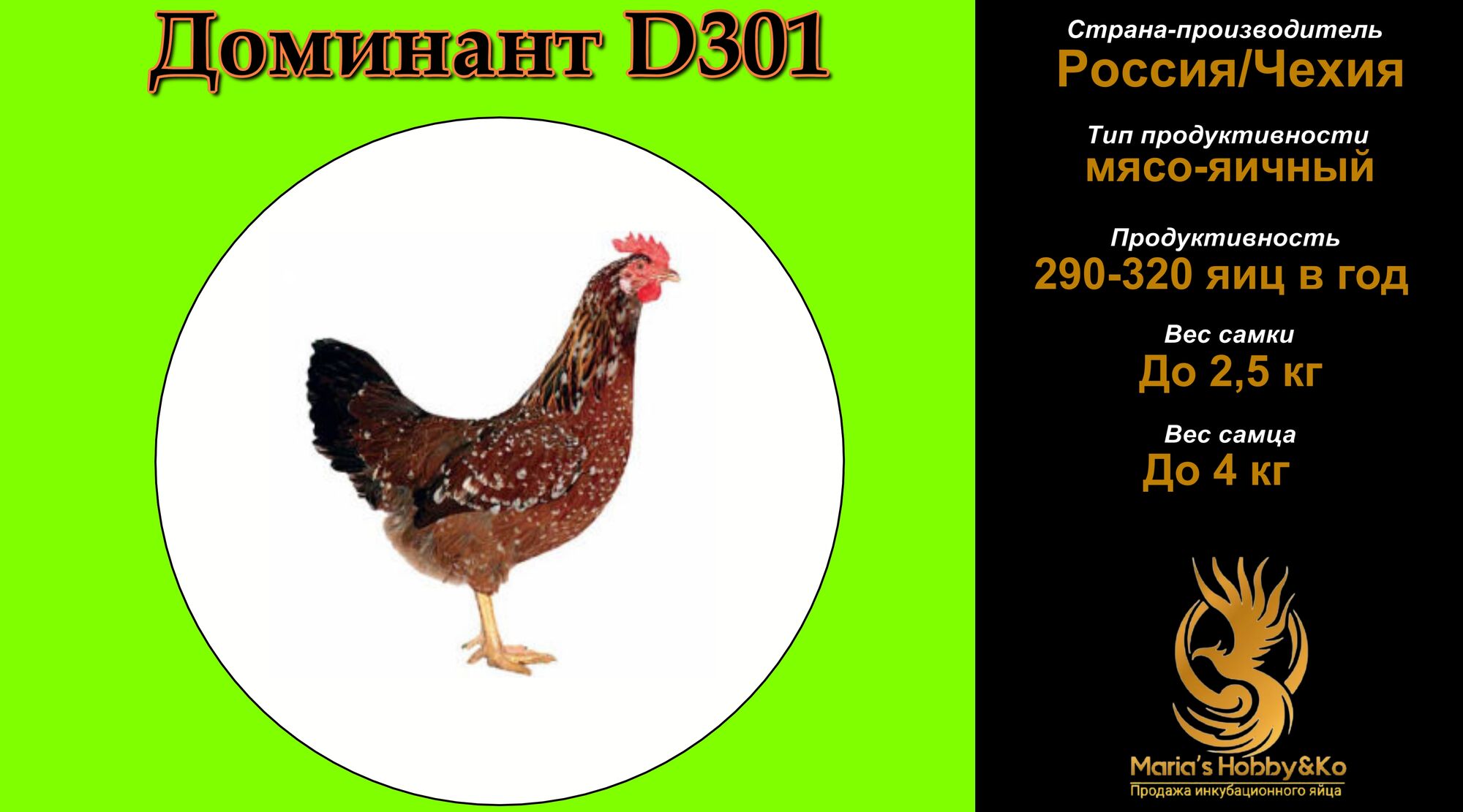 Инкубационное яйцо Доминант D 301 (Чехия)