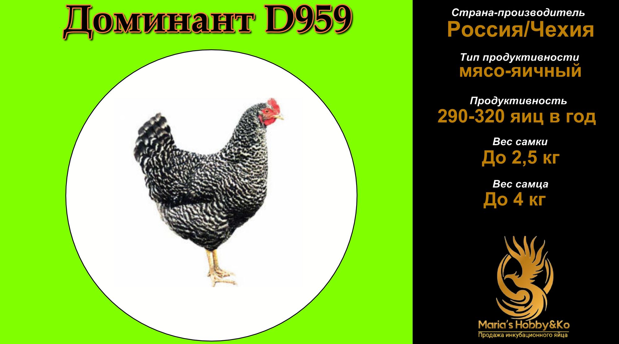 Инкубационное яйцо Доминант D 959 (Чехия)