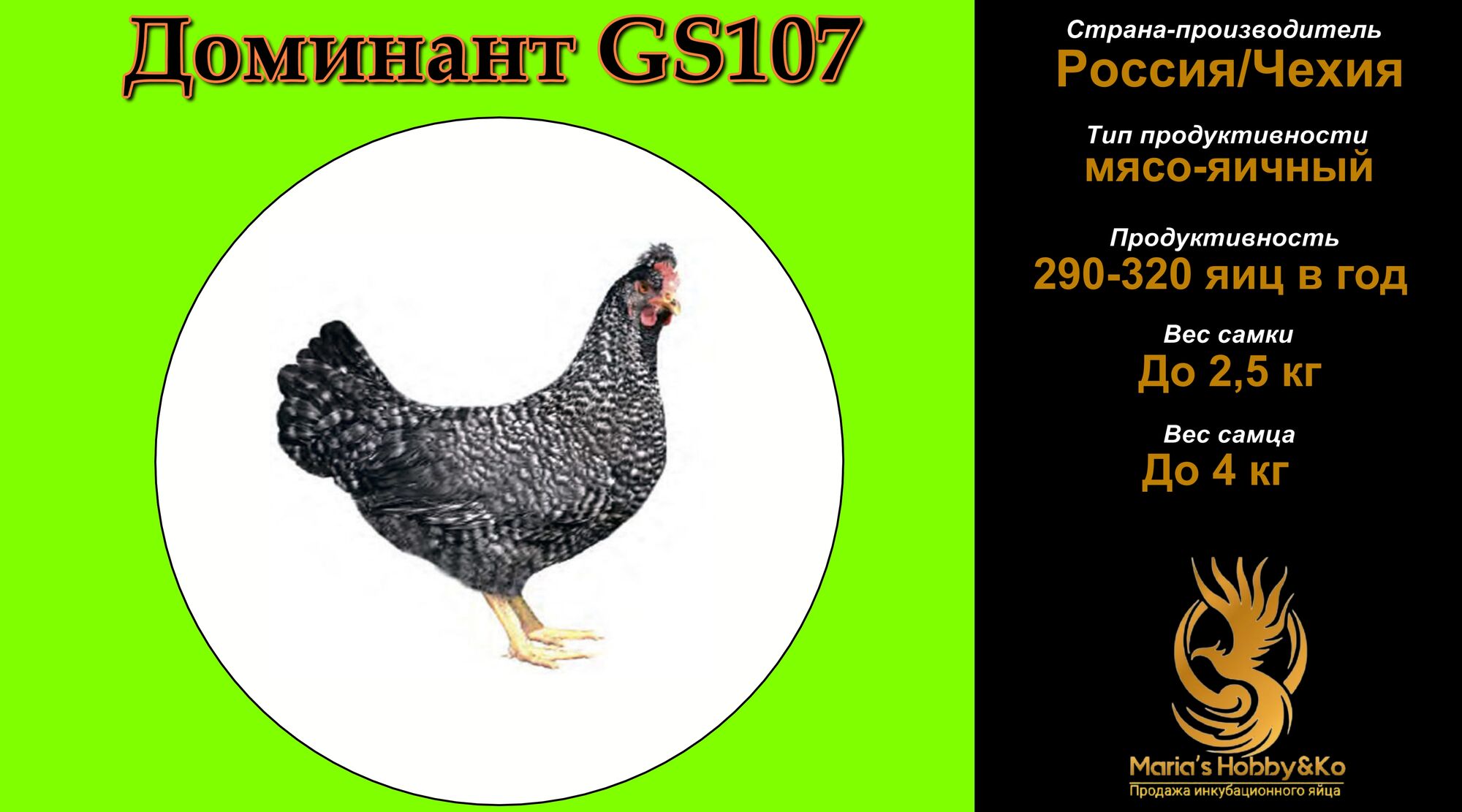Инкубационное яйцо Доминант GS 107 (Чехия)