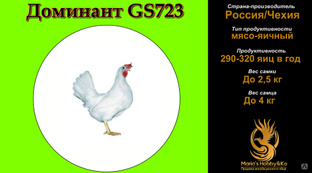 Инкубационное яйцо Доминант GS 723 (Чехия) 
