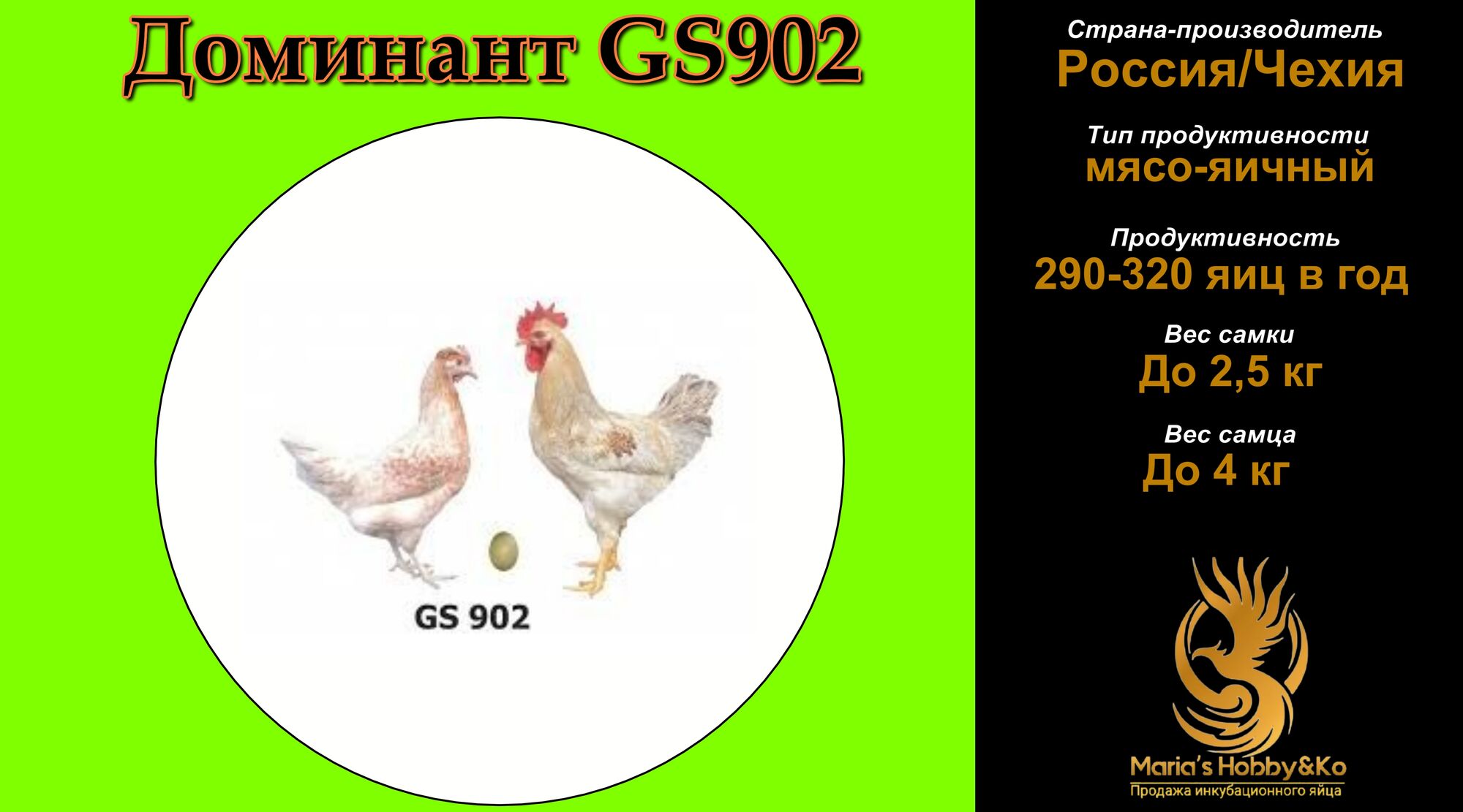 Инкубационное яйцо Доминант GS 902 (Чехия)